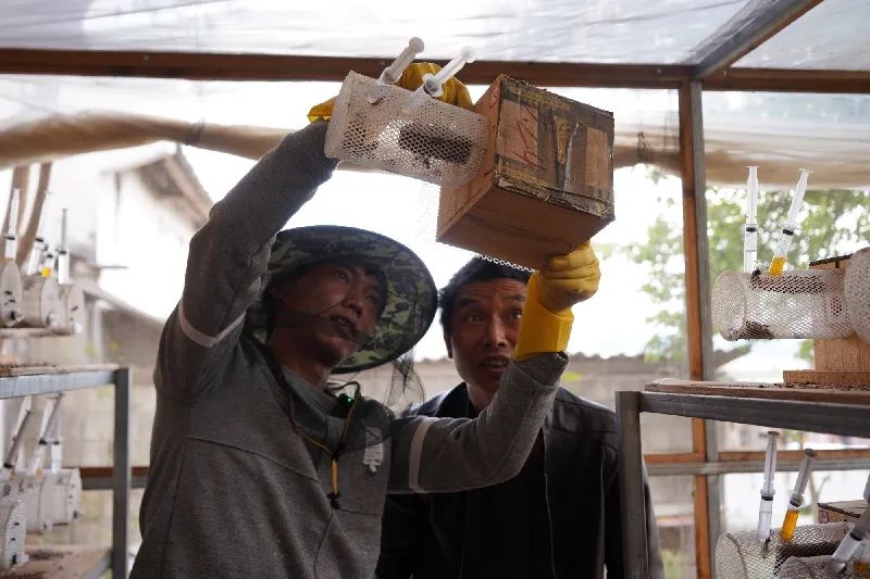 广西胡蜂养殖技术培训_农广天地胡蜂养殖技术视频_致富经广西胡蜂养殖