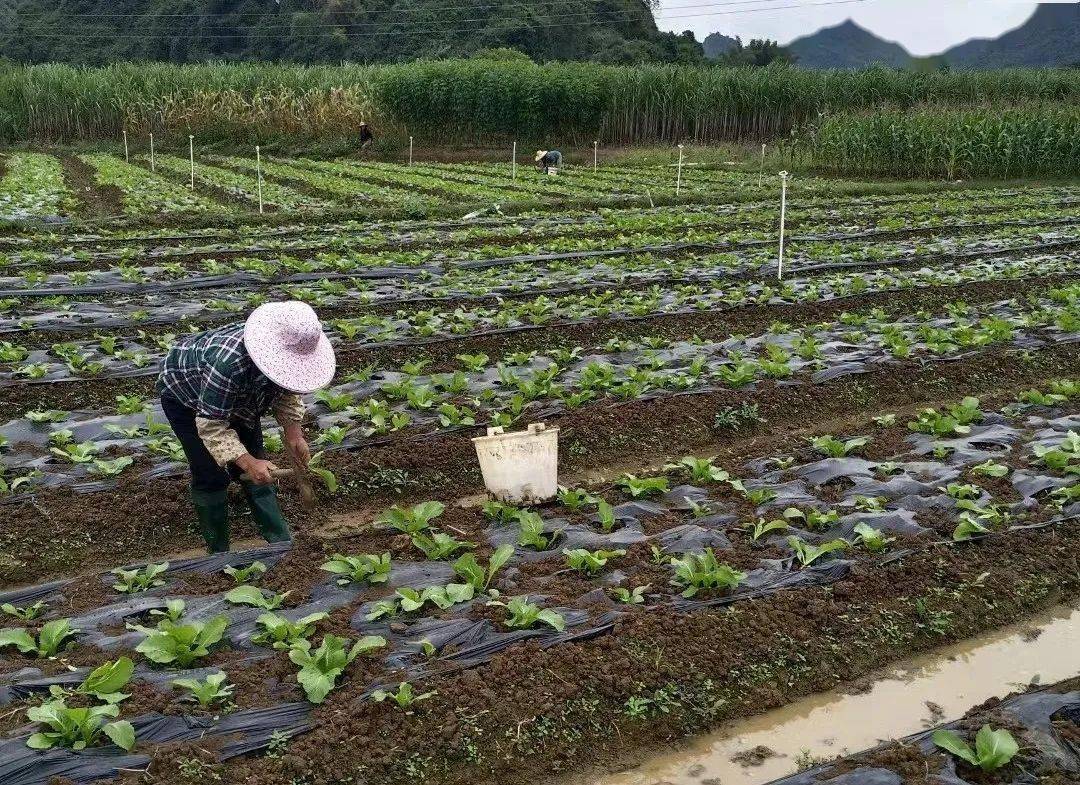 江州镇：发展冬早蔬菜 冬闲田变致富田