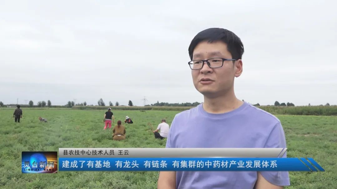 黄芪种植视频播放_视频黄芪种植技术教程_黄芪种植技术视频