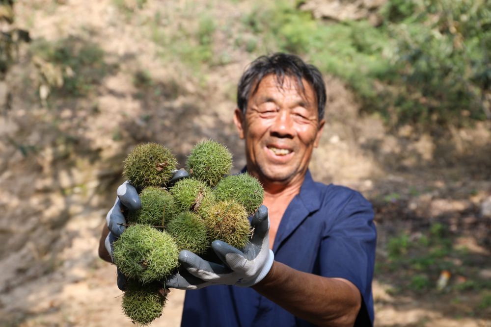 河北省平山县宅北乡北滚龙沟村村民展示收获的板栗。（受访者供图）