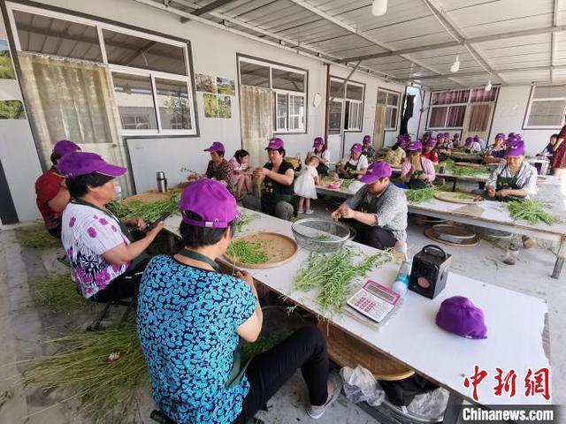 石家庄种植致富_石家庄致富项目_石家庄适合种植什么经济作物