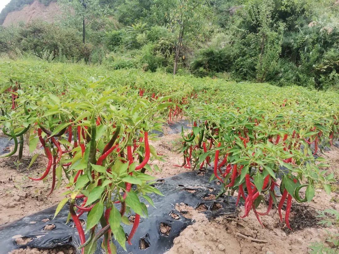 村民种植辣椒致富_致富辣椒村民种植视频_致富辣椒村民种植图片