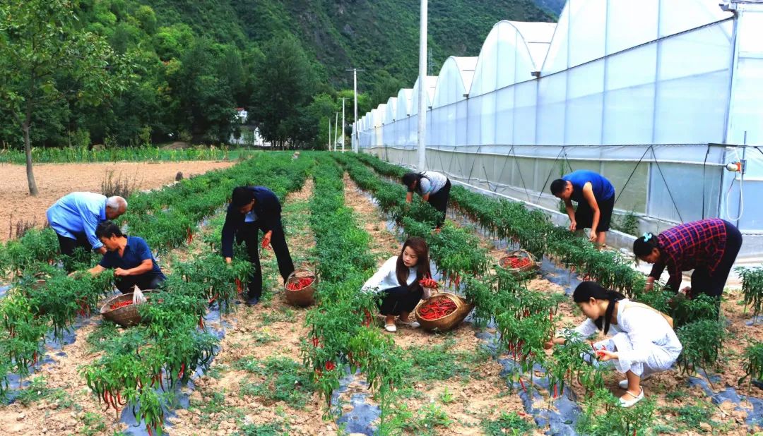 村民种植辣椒致富_致富辣椒村民种植视频_致富辣椒村民种植图片