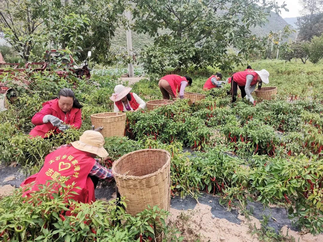 致富辣椒村民种植图片_致富辣椒村民种植视频_村民种植辣椒致富