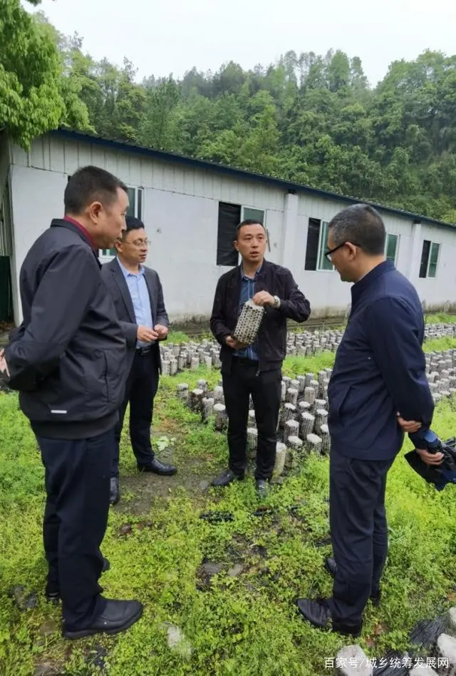 废桑枝孕育“致富菇” 走出生态循环农业新路