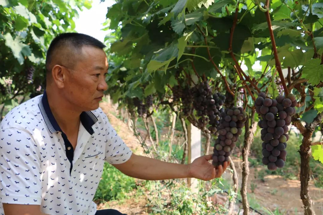 沙打旺种子多少钱一斤_沙打旺怎么种_沙打旺种植致富