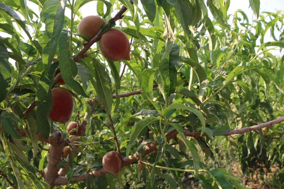 沙打旺种子多少钱一斤_沙打旺怎么种_沙打旺种植致富