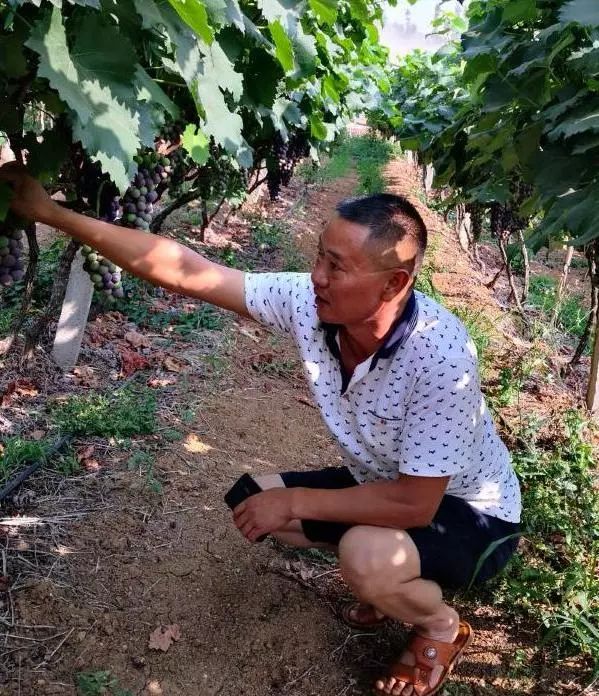 沙打旺种植致富_沙打旺种子多少钱一斤_沙打旺怎么种