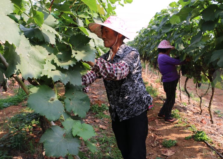 沙打旺种植致富_沙打旺种子多少钱一斤_沙打旺怎么种