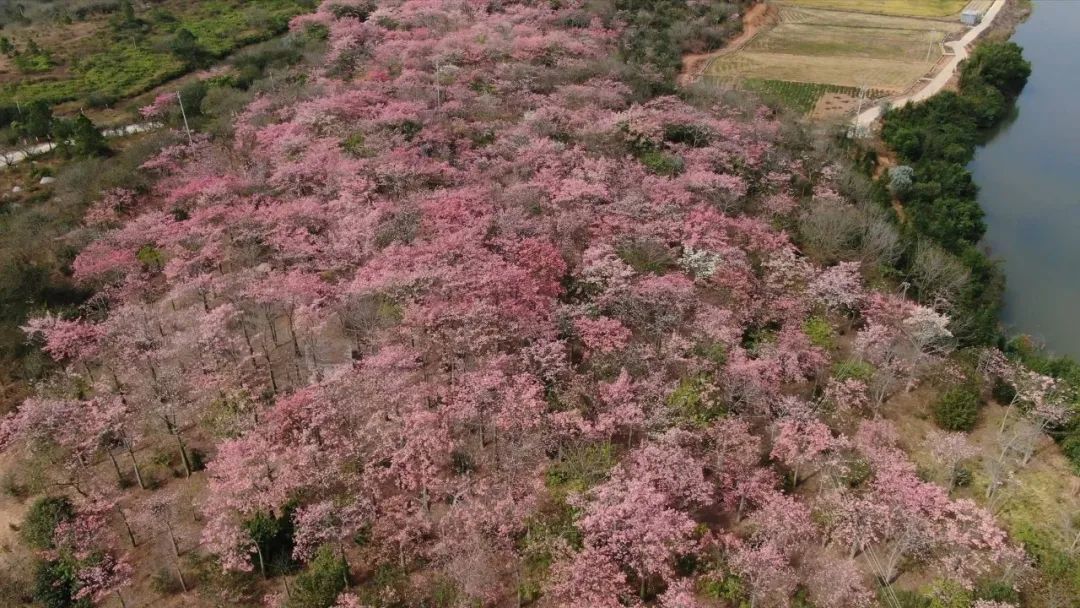 沙打旺种子多少钱一斤_沙打旺种植致富_沙打旺种植技术视频