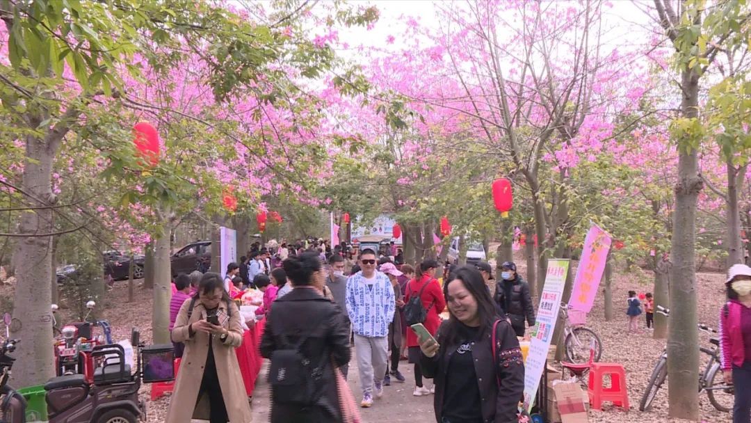 沙打旺种子多少钱一斤_沙打旺种植技术视频_沙打旺种植致富