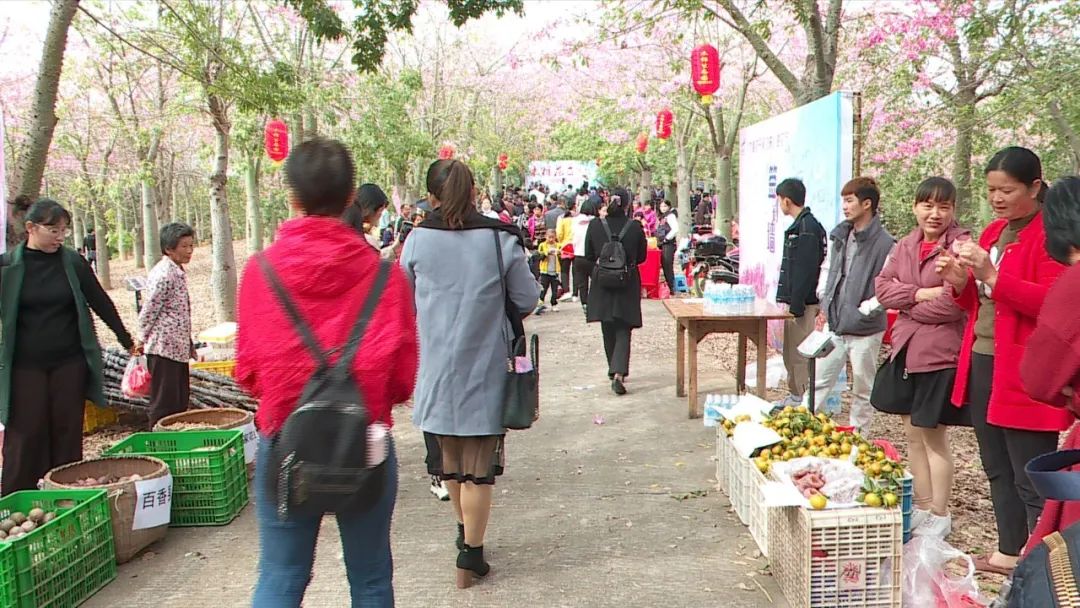 沙打旺种植致富_沙打旺种植技术视频_沙打旺种子多少钱一斤