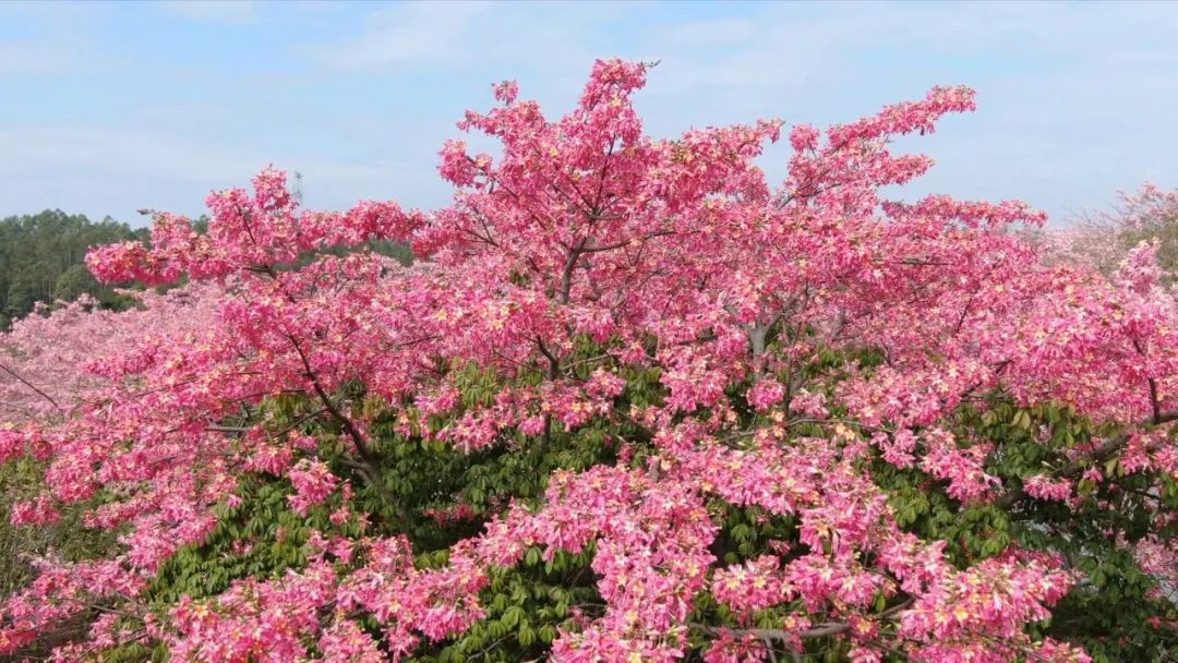 沙打旺种子多少钱一斤_沙打旺种植致富_沙打旺种植技术视频