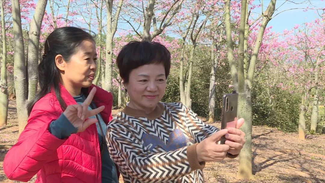 沙打旺种植技术视频_沙打旺种子多少钱一斤_沙打旺种植致富