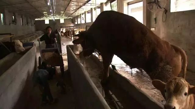 养殖蚯蚓技术视频_致富经蚯蚓养殖视频_视频致富养殖蚯蚓