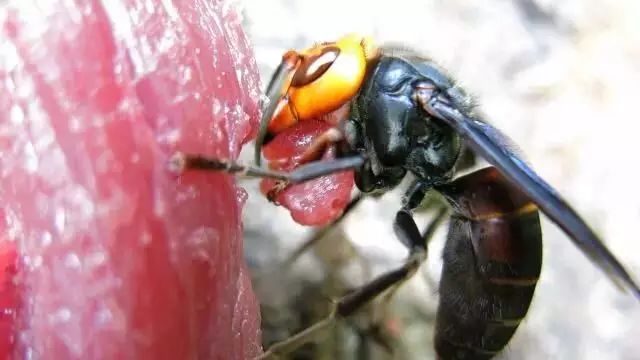 养殖蚯蚓技术视频_视频致富养殖蚯蚓_致富经蚯蚓养殖视频