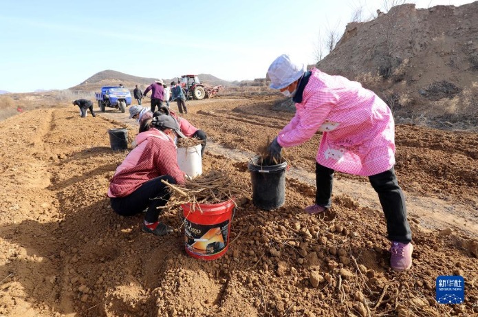 石家庄种植致富_石家庄适合种植什么经济作物_石家庄种植基地