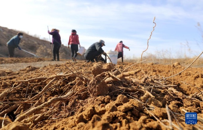 石家庄适合种植什么经济作物_石家庄种植基地_石家庄种植致富