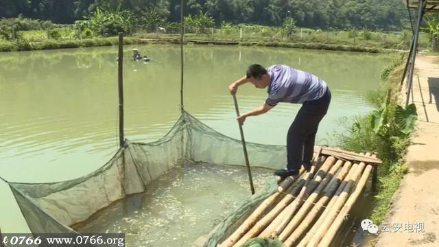 罗氏虾养殖场_养罗氏虾赚钱吗_致富经水产养罗氏虾