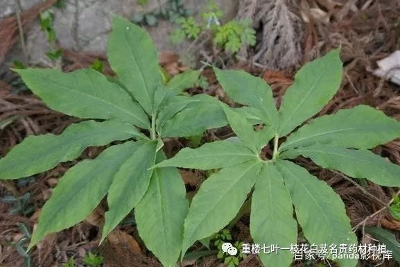 草药种植致富_药材种植业致富项目_致富 药材种植