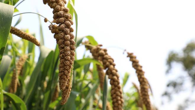 小米种植视频教程_小米种植技术视频_小米种植技术视频教程