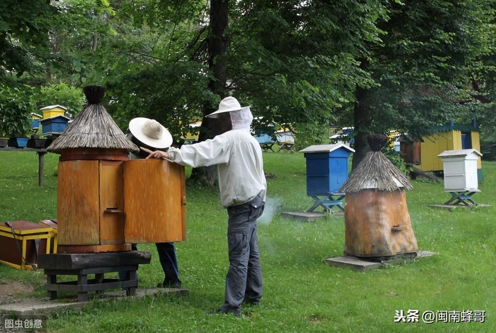 养蜜蜂的蜂王怎样管理好_蜜蜂王怎么养殖_密蜂双王群养殖技术