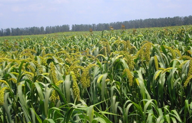 小米栽培技术_小米种植技术视频_小米种植技术和方法视频