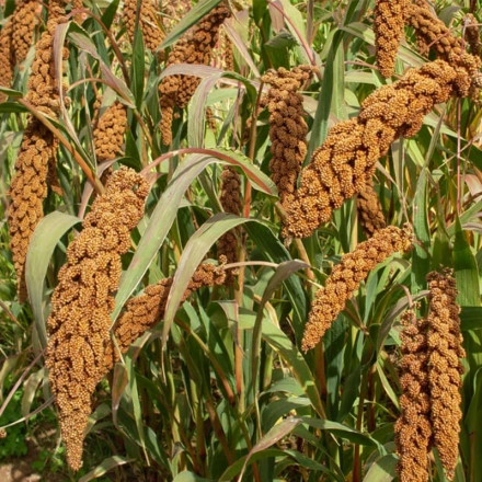 小米种植视频教程_小米种植技术视频教程_小米种植技术视频