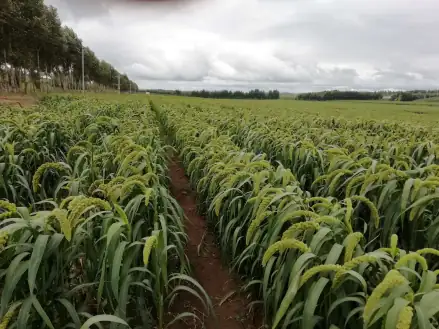 小米种植技术视频_小米种植视频教程_小米种植技术视频教程