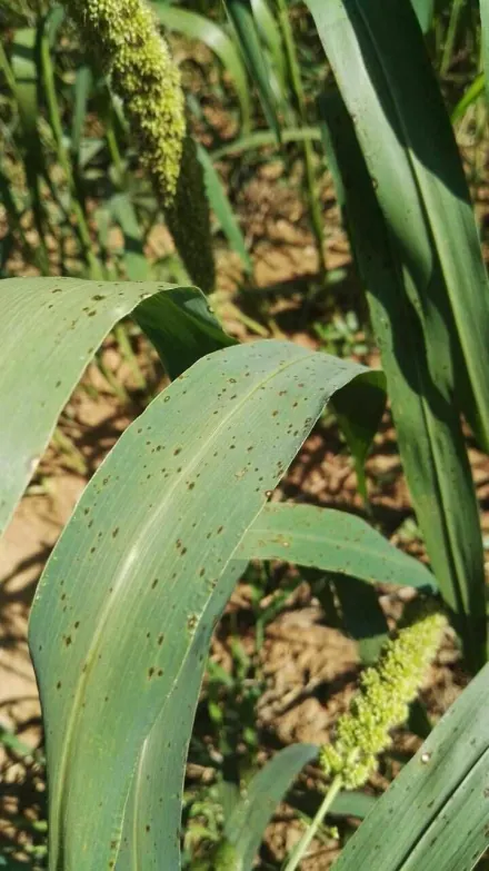 小米种植视频教程_小米种植技术视频_小米种植技术视频教程