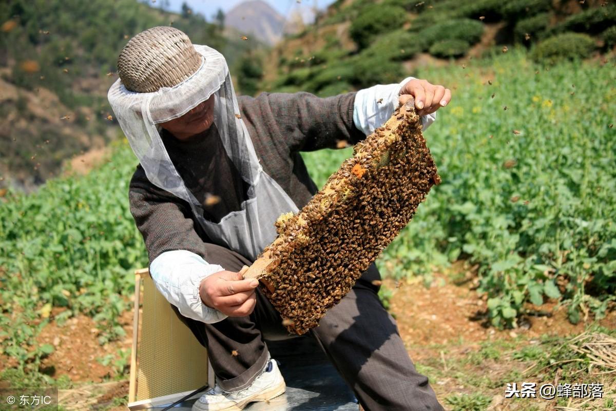 致富经蜜蜂_致富经养蜂蜜全视频_致富经养蜜峰