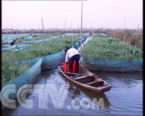 养殖黄鳝挣钱吗_致富养殖黄鳝赚钱吗_致富经黄鳝 养殖