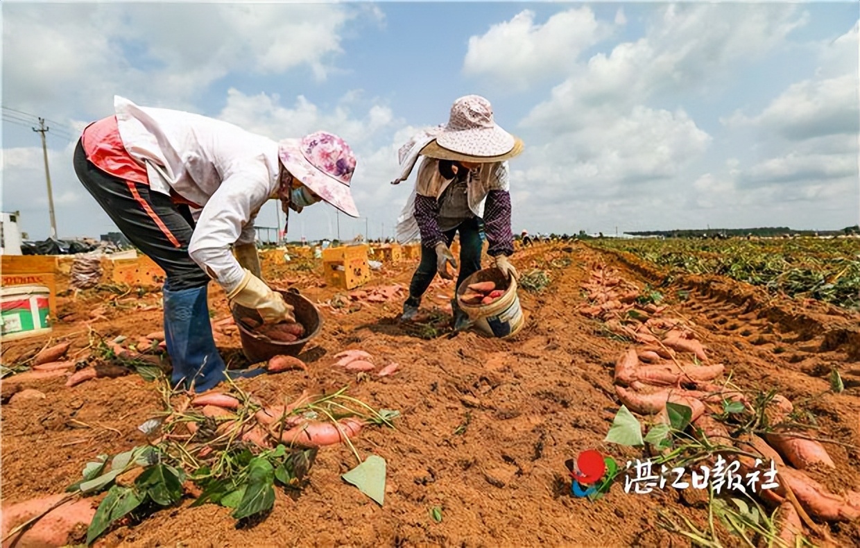 红薯种植赚钱吗_种红薯致富经_种植红薯带动致富