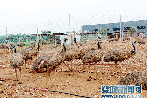 漠河残疾人朱晓红视频_致富经朱晓红的视频_朱晓红残疾人视频