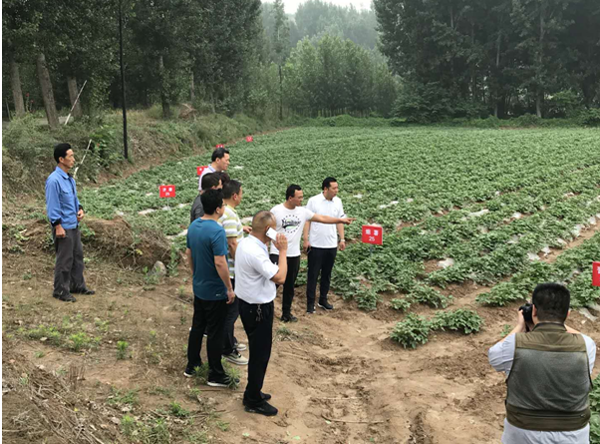 西瓜种植铺就致富路_致富经西瓜_西瓜致富经