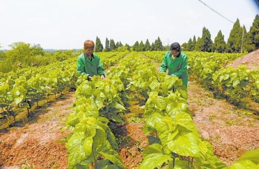 重庆大足：小桑叶编织“致富网”