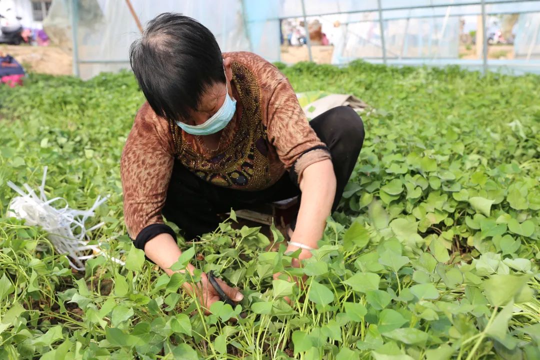 红薯种植赚钱吗_种红薯致富经_种植红薯带动致富