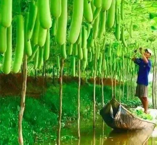 致富种植什么比较赚大钱_致富种植业_怎样种植致富快