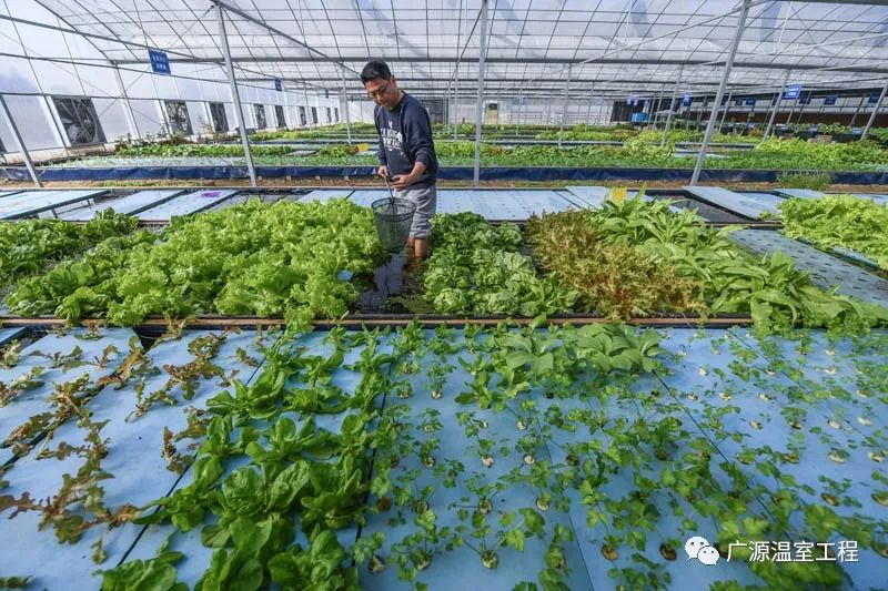 致富新型种植农业有哪些_新型农业种植致富_农业致富种植项目