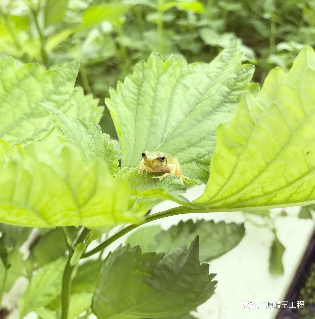 新型农业种植致富_农业致富种植项目_致富新型种植农业有哪些