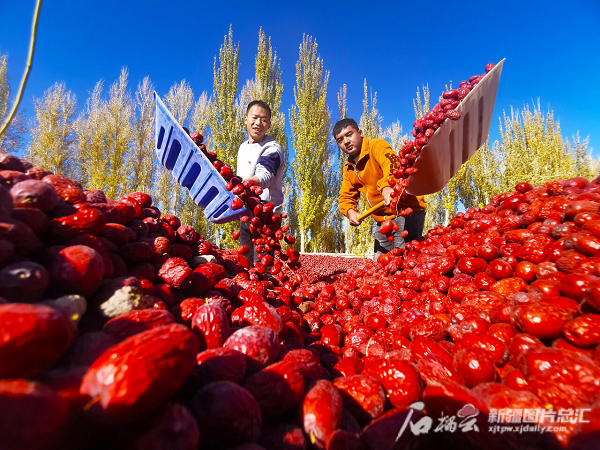 林果种植致富方法_致富种植果林方法图片_种植果树致富