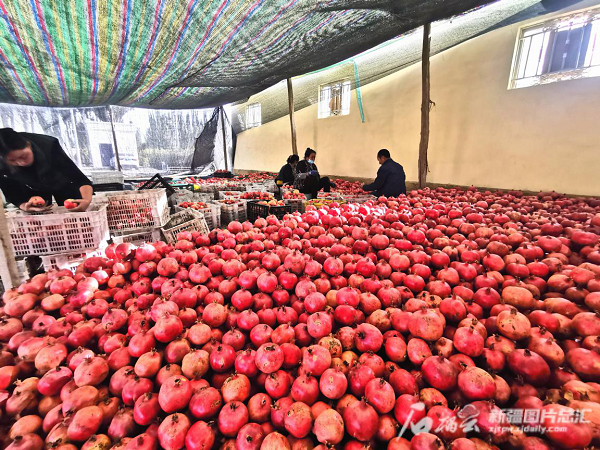 致富种植果林方法图片_种植果树致富_林果种植致富方法