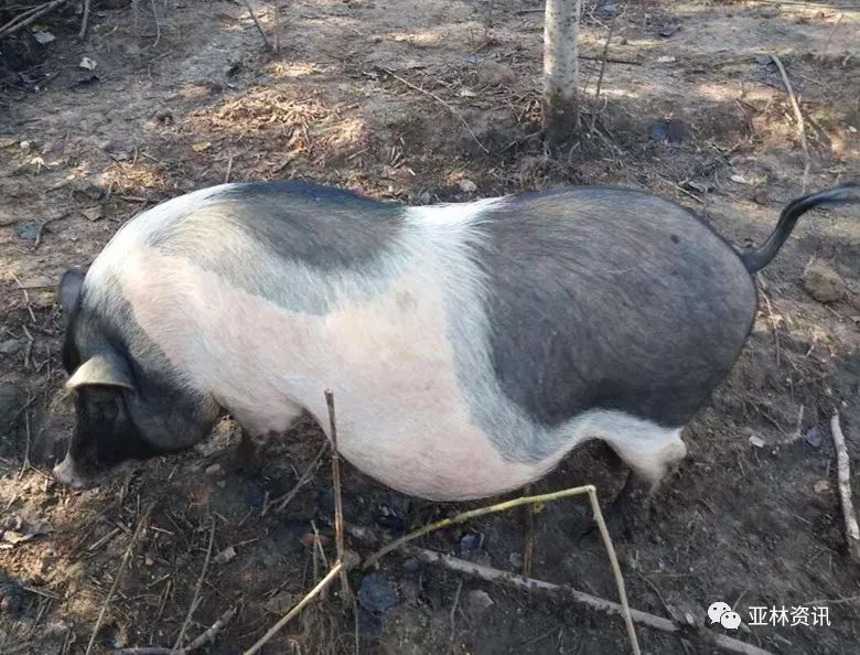 致富养殖业_江苏养殖业什么最赚钱农村_江苏养殖致富项目