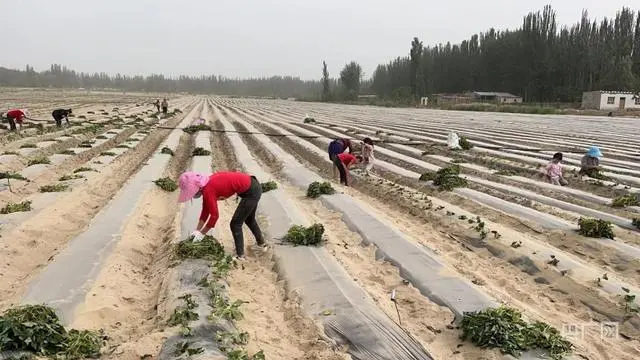 乡村振兴看新疆｜红薯特色种植敲开村民“致富门”