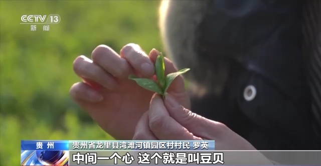 黔货出山成抢手年货！“飞”出大山的豌豆尖这样保鲜→