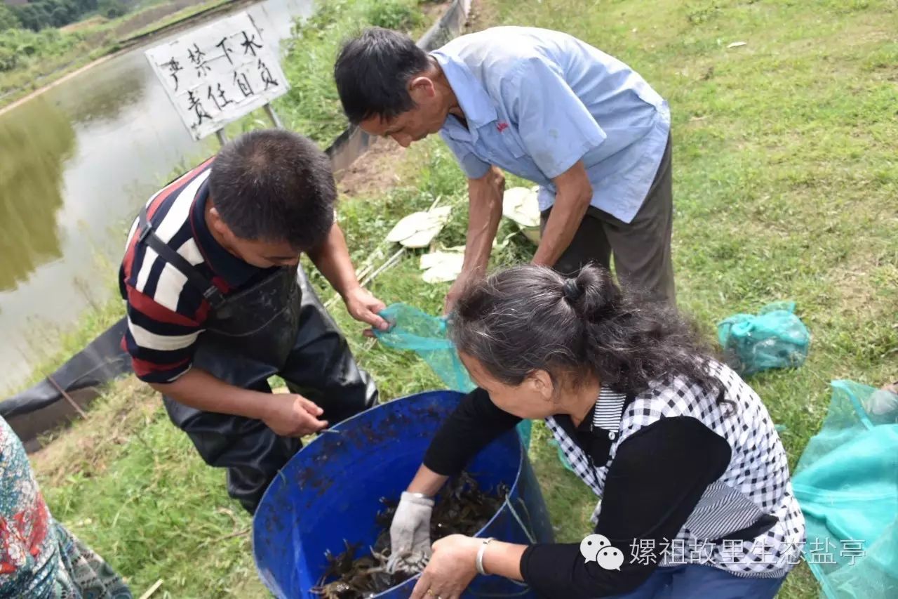 江苏养殖致富项目_致富养殖业_致富养殖江苏项目有哪些