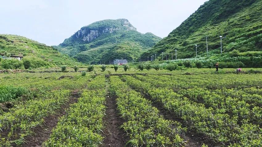 种植什么风景树赚钱_风景树种植致富_种树致富经