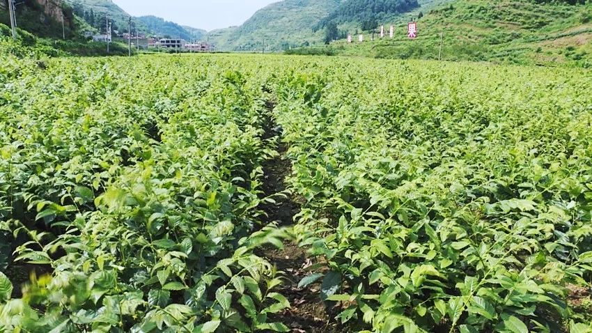 风景树种植致富_种树致富经_种植什么风景树赚钱