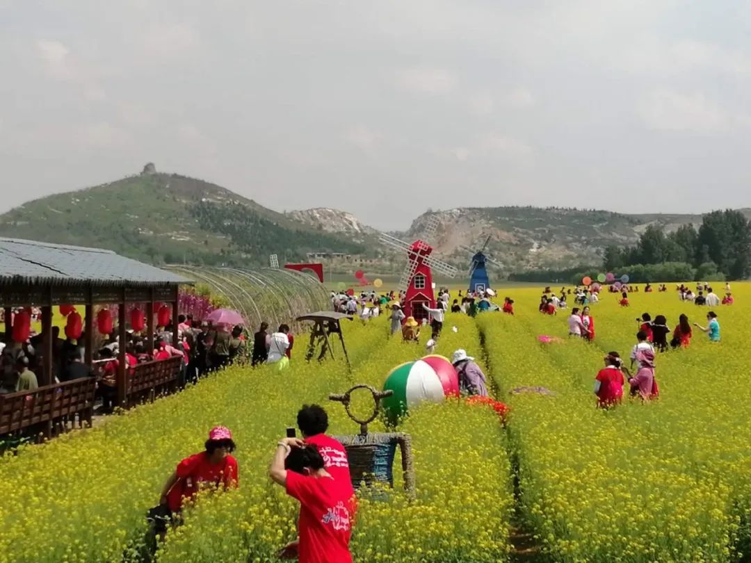 风景树种植致富_风景树种植致富经_种树致富经