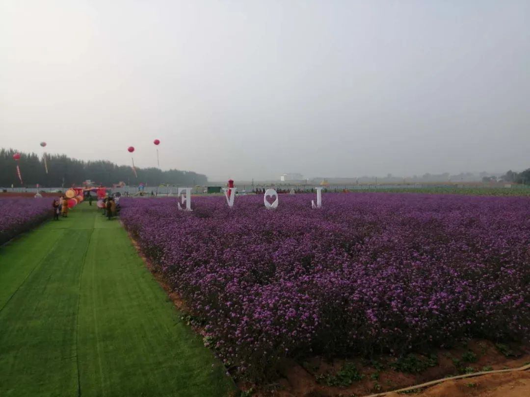 种树致富经_风景树种植致富_风景树种植致富经